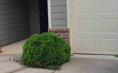 Photo of David L.'s yard after getting landscaping in Cartersville, GA