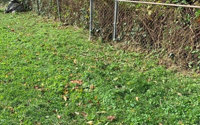 Photo of Stephanie L.'s yard after getting landscaping in Sharon Hill, PA