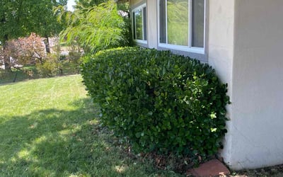 Photo of Ashley M.'s yard after getting landscaping in Fair Oaks, CA