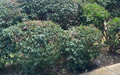 Photo of Megan G.'s yard after getting landscaping in Cumming, GA