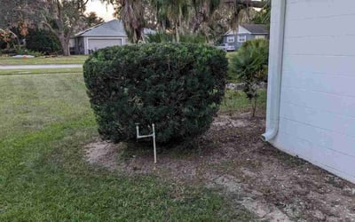 Photo of Leonardo S.'s yard after getting tree care in Winter Haven, FL