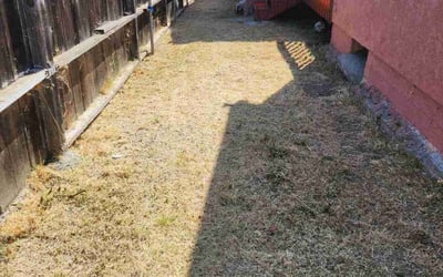 Photo of Erin M.'s yard after getting landscaping in La Jolla, CA