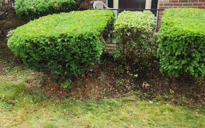 Photo of Alfreda M.'s yard after getting tree care in Willoughby, OH