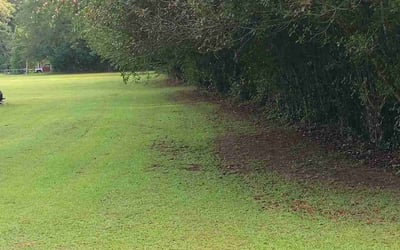 Photo of Kimberly C.'s yard after getting tree care in Crawfordville, FL