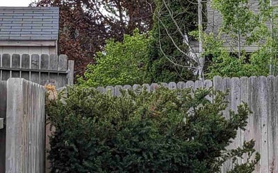 Photo of Rebecca M.'s yard after getting tree care in Coeur D Alene, ID