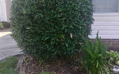 Photo of Tran T.'s yard after getting landscaping in Heath Springs, SC