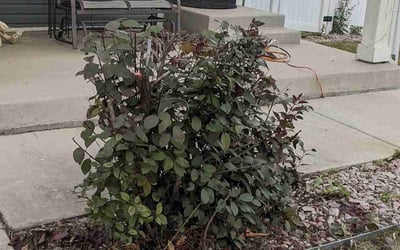 Photo of Philip H.'s yard after getting landscaping in Sedalia, CO