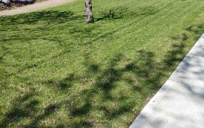 Photo of David W.'s yard after getting landscaping in Falmouth, KY