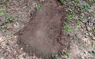 Photo of Sarah L.'s yard after getting landscaping in Chattanooga, TN