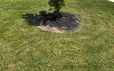 Photo of Mary M.'s yard after getting landscaping in Katy, TX