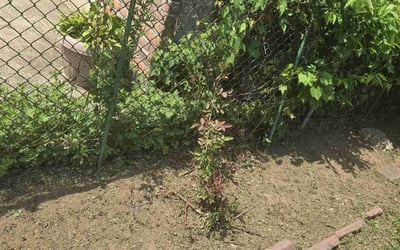 Photo of Santos L.'s yard after getting landscaping in New Hyde Park, NY