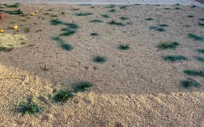 Photo of Sheryl M.'s yard after getting landscaping in Mammoth, AZ