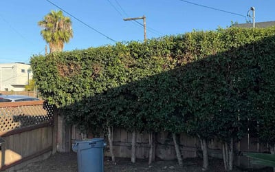 Photo of Christopher J.'s yard after getting landscaping in San Diego, CA