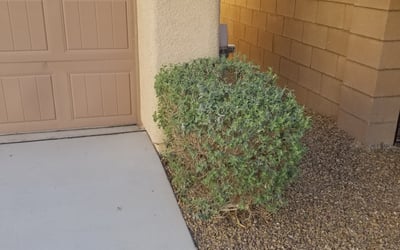 Photo of Adam K.'s yard after getting landscaping in Overton, NV