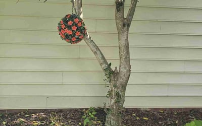 Photo of Tracey A.'s yard after getting landscaping in Charlotte, NC