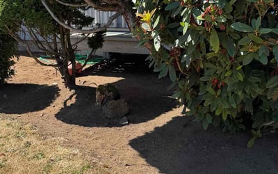 Photo of Rebecca R.'s yard after getting tree care in Damascus, OR