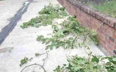 Photo of Viviane M.'s yard after getting tree care in Annandale, VA