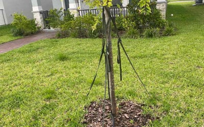 Photo of Ashley G.'s yard after getting landscaping in Winter Garden, FL