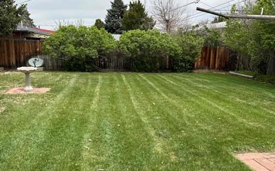 Photo of Vickie H.'s yard after getting landscaping in Lake George, CO