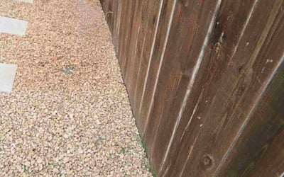 Photo of Donna R.'s yard after getting tree care in San Antonio, TX