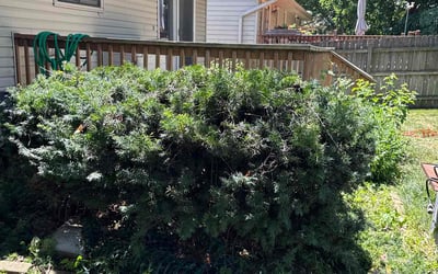 Photo of Jackie F.'s yard after getting landscaping in Omaha, NE