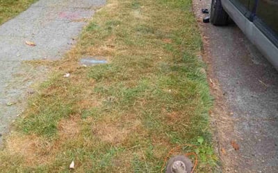 Photo of Angelica R.'s yard after getting tree care in Seattle, WA