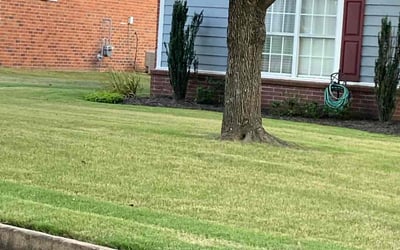 Photo of Drucilla R.'s yard after getting landscaping in Olive Branch, MS