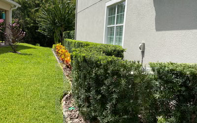 Photo of Patricia C.'s yard after getting landscaping in Astor, FL