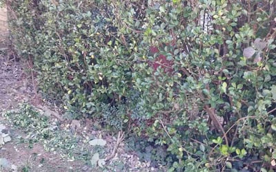 Photo of Damien K.'s yard after getting tree care in Sharpsburg, GA