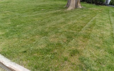 Photo of Mary M.'s yard after getting landscaping in Muskego, WI