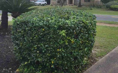 Photo of John C.'s yard after getting tree care in Cape Coral, FL