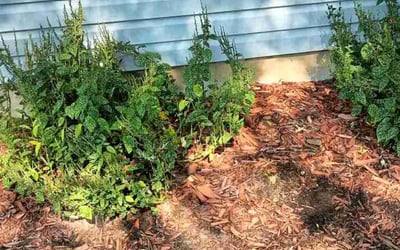 Photo of Becky R.'s yard after getting landscaping in Lake Saint Louis, MO