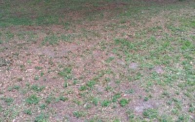 Photo of Mike H.'s yard after getting landscaping in Fort Meade, FL