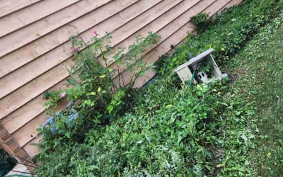 Photo of Sandra G.'s yard after getting landscaping in Naperville, IL