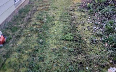 Photo of Marsha C.'s yard after getting landscaping in Wilsonville, OR