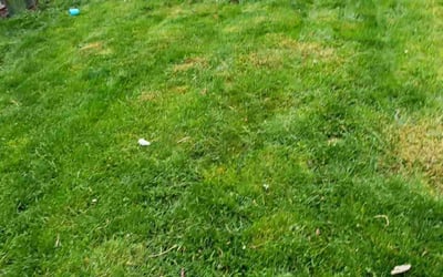 Photo of Jessica A.'s yard after getting landscaping in North Bend, WA