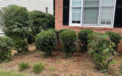 Photo of Curt R.'s yard after getting landscaping in Alpharetta, GA