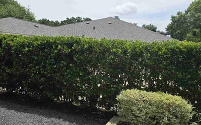 Photo of Candace T.'s yard after getting landscaping in Rye, TX