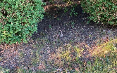 Photo of Duane T.'s yard after getting landscaping in Versailles, KY