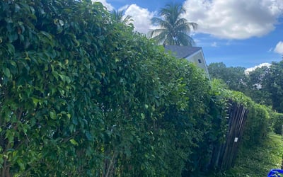 Photo of Megan S.'s yard after getting landscaping in Delray Beach, FL