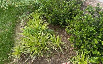 Photo of Sarah P.'s yard after getting landscaping in Carrsville, VA