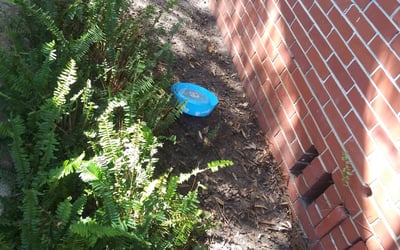 Photo of Donna M.'s yard after getting landscaping in Hilliard, FL
