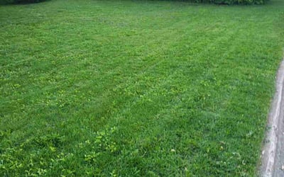 Photo of David D.'s yard after getting landscaping in Grand Rapids, MI