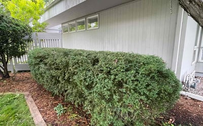 Photo of Melissa F.'s yard after getting landscaping in Chaska, MN