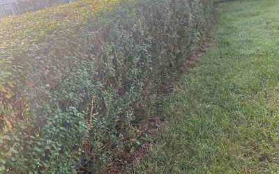 Photo of Kim P.'s yard after getting landscaping in Lutherville Timonium, MD