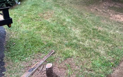Photo of Megan C.'s yard after getting tree care in Takoma Park, MD