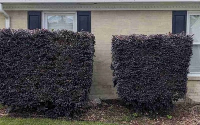 Photo of Louise A.'s yard after getting landscaping in Maple, NC