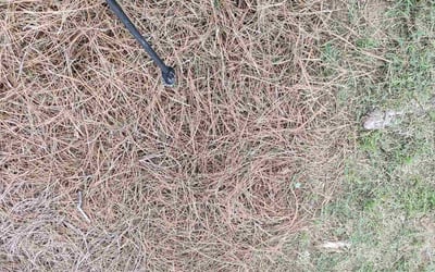 Photo of David K.'s yard after getting landscaping in Alpharetta, GA