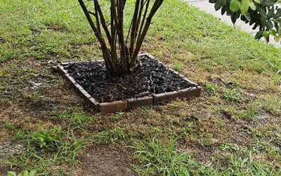 Photo of Holly G.'s yard after getting landscaping in Mesquite, TX