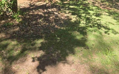 Photo of Gary H.'s yard after getting landscaping in Conyers, GA